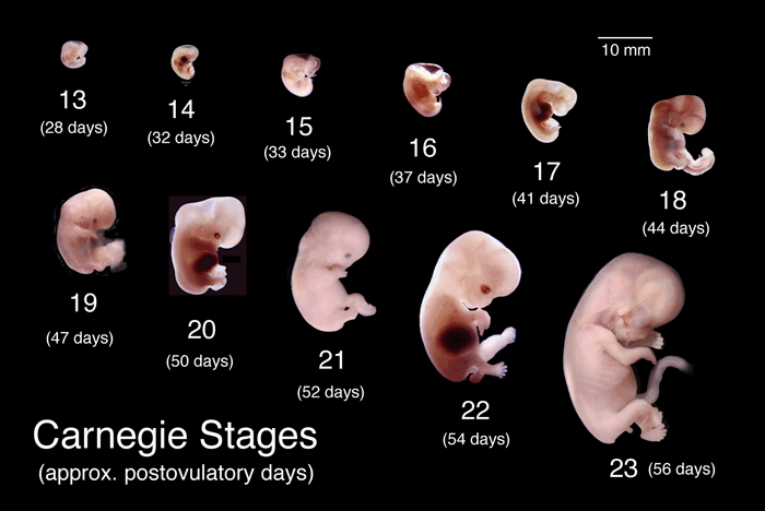 Perkembangan Fisik Manusia Di Dalam Rahim Menurut Embriologi Teknologipena
